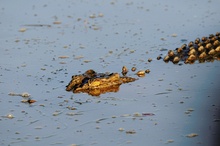 Leistenkrokodil im Yellow River