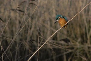 Eisvogel im Schilf