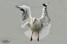 Lachmöwe(Larus ridibundus)