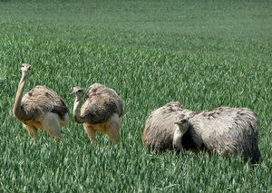 Nandu-Balz in Mecklenburg