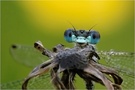 ~blue eyes~