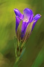 Lungen-Enzian (Gentiana pneumonanthe) II