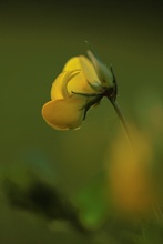 Gewöhnlicher Hornklee (Lotus corniculatus)