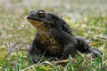 Erdkröte (Bufo bufo)