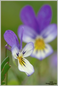 Wildes Stiefmütterchen (Viola tricolor)