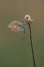 Hauhechelbläuling (Polyommatus icarus)