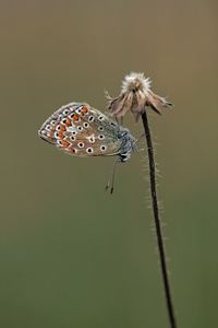 Hauhechelbläuling (Polyommatus icarus)