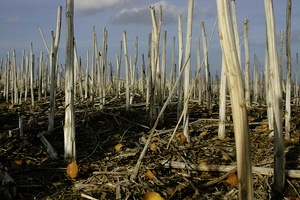 Nach dem Sturm...?!