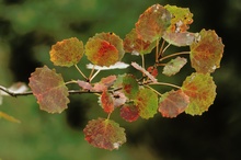 Espe, Aspe oder Zitter-Pappel (Populus tremula)