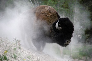Bison - Buffalo