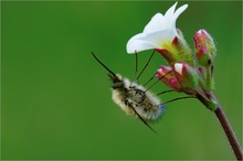 Bombylius major