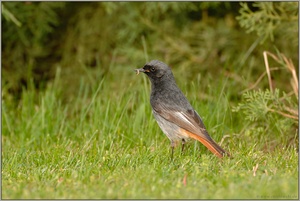 Flachlandtiroler... Hausrotschwanz (m) *Phoenicurus ochruros*