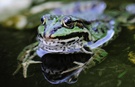 Froschkönig