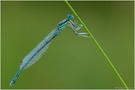 Federlibelle