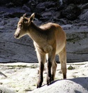 Kleiner Nachwuchs-Bergsteiger