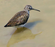 Waldwasserläufer (Tringa Ochropus)