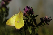 Goldene Acht (Colias hyale)