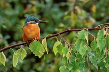 Eisvogel im Herbst