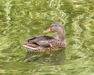 Ente