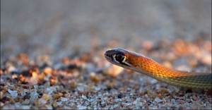 Demansia psammophis cupreiceps II