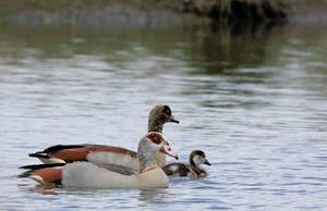 Familie Nilgans