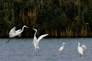 Familie Silberreiher