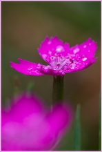 Heidenelke, Dianthus deltoides