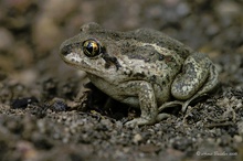 Knoblauchkröte (Pelobates fuscus)