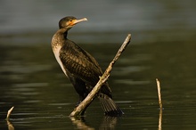 Kormoran