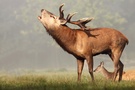 Hirsch