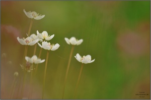 Sumpf-Herzblatt (Parnassia palustris)