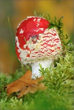 Fliegenpilz (Amanita muscaria)