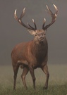 Und noch ein Hirsch