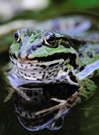 Froschkönig im Spiegel