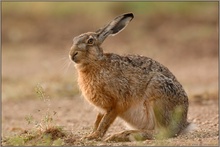 den Weg entlang... Feldhase *Lepus europaeus*