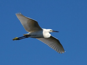 Seidenreiherflug