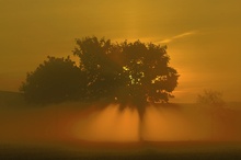 Sonnenaufgang mit Frühnebel