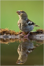 Spieglein, Spieglein an der Wand....