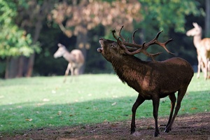 Rotwild (Cervus elaphus)