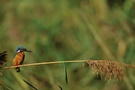 Eisvogel (Alcedo atthis) -- einmal anders