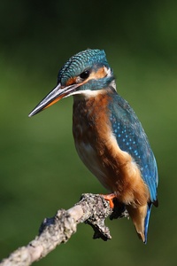 Eisvogel am Teich