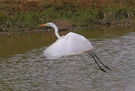 Silberreiher (Casmerodius Albus)