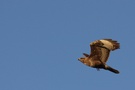 Bussard im Flug