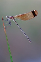 Wie ein Fähnchen im Wind