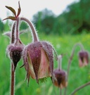 Bach-Nelkenwurz (Geum rivale)