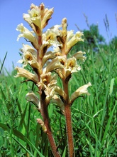 Gelbe Sommerwurz (Orobanche lutea)...