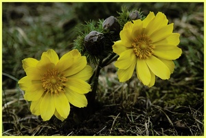 Frühlings-Adonisröschen (Adonis vernalis)