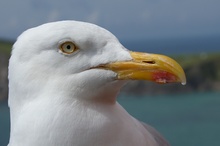 Silbermöwenportrait