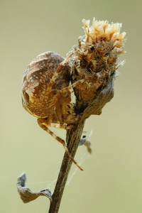Vierfleck-Kreuzspinne - weiblich (Araneus quadratus)