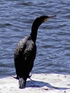 Kormoran